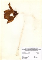 藏品(孤挺花)的圖片